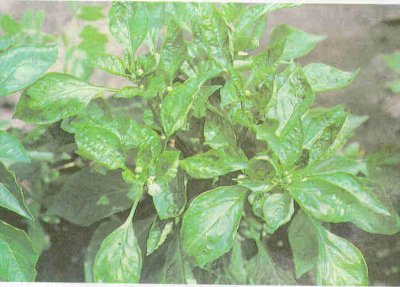 Biberde virüs hastalığı belirtisi